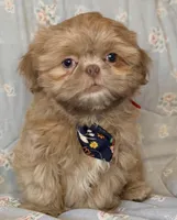 Finn, a male Shih Tzu for sale in Goshen, NY – Photo 2 of 6