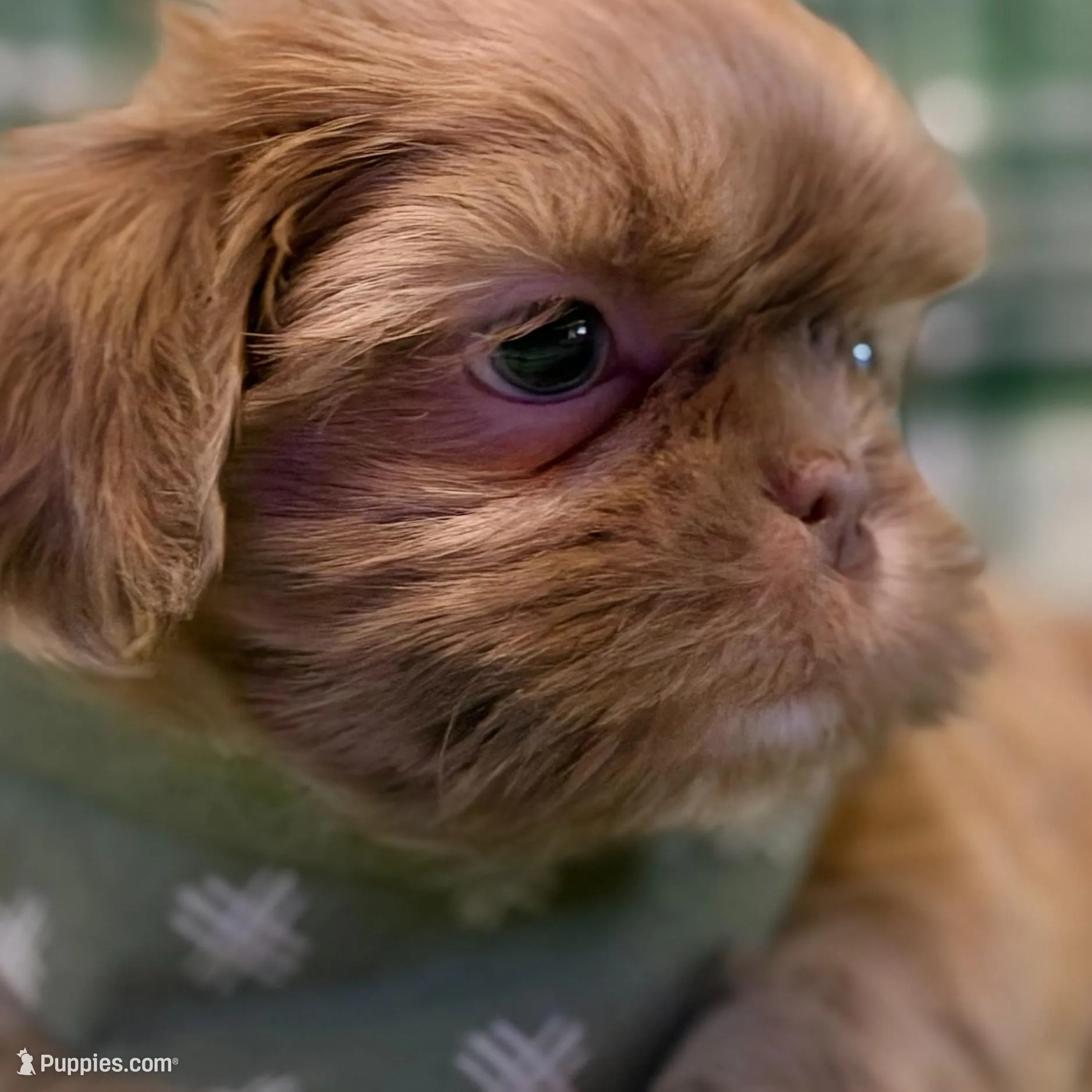 Finn, a male Shih Tzu for sale in Goshen, NY – Photo 3 of 6