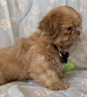 Finn, a male Shih Tzu for sale in Goshen, NY – Photo 6 of 6