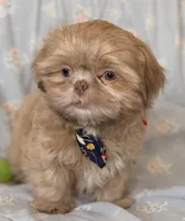 Finn, a male Shih Tzu for sale in Goshen, NY – Photo 4 of 6