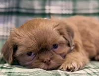 Finn, a male Shih Tzu for sale in Goshen, NY – Photo 4 of 6