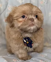 Finn, a male Shih Tzu for sale in Goshen, NY – Photo 3 of 6