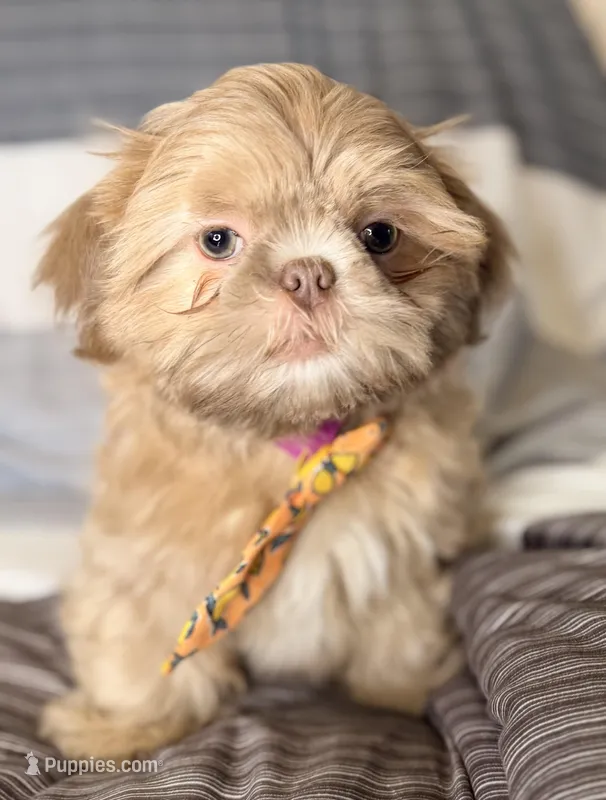 Finn – Shih Tzu puppy for sale in Goshen, NY