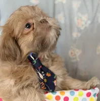 Finn, a male Shih Tzu for sale in Goshen, NY – Photo 5 of 6