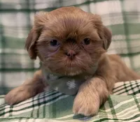 Finn, a male Shih Tzu for sale in Goshen, NY – Photo 5 of 6