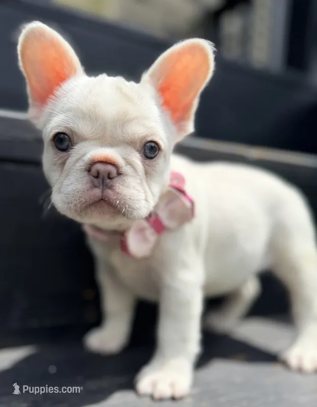 Ivy – French Bulldog puppy for sale in Goshen, NY