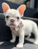Ivy, a female French Bulldog for sale in Goshen, NY – 1 of 9