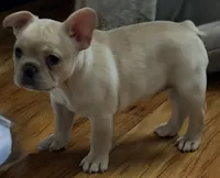 Reagan, a female French Bulldog for sale in Goshen, NY – 8 of 10