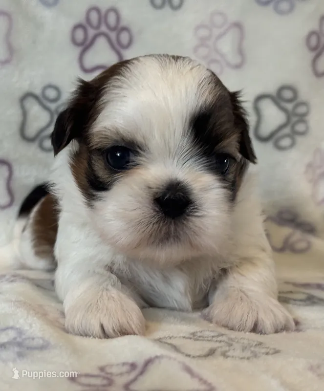 Roo – Shih Tzu puppy for sale in Goshen, NY