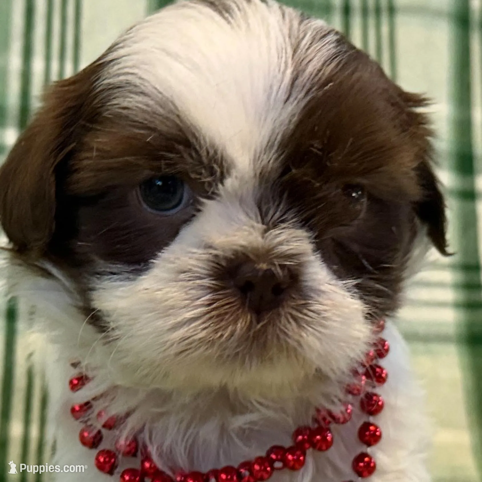 Fiona, a female Shih Tzu for sale in Goshen, NY – Photo 5 of 6