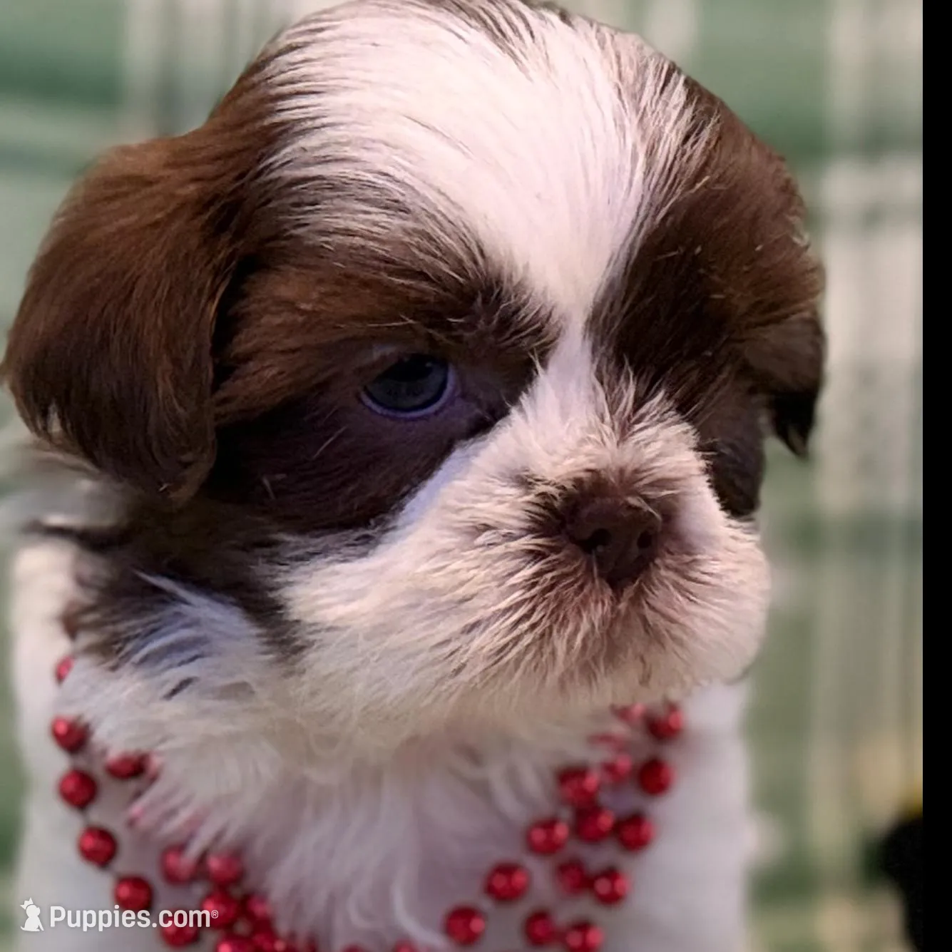 Fiona, a female Shih Tzu for sale in Goshen, NY – Photo 2 of 6