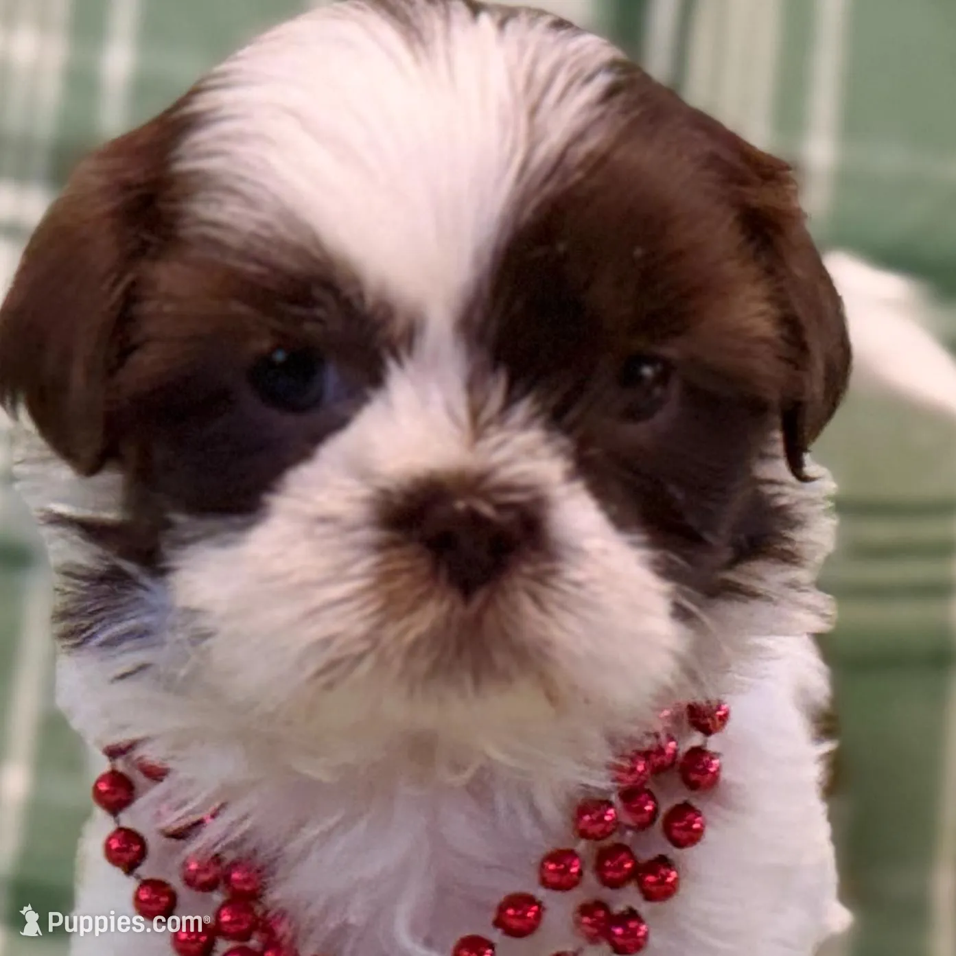 Fiona, a female Shih Tzu for sale in Goshen, NY – Photo 3 of 6