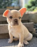 Reagan, a female French Bulldog for sale in Goshen, NY – 10 of 10
