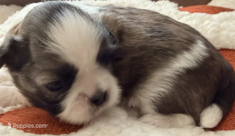 Jack – Shih Tzu puppy for sale in Goshen, NY