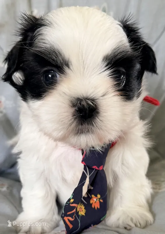 Pooh – Shih Tzu puppy for sale in Goshen, NY