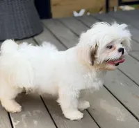 Henry, a male Shih Tzu for sale in Goshen, NY – 4 of 6