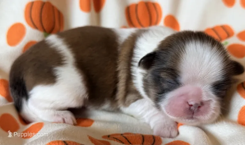 Gram – Shih Tzu puppy for sale in Goshen, NY