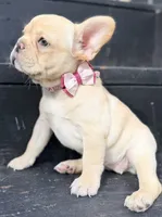 Reagan, a female French Bulldog for sale in Goshen, NY – 2 of 10