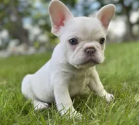 Ivy, a female French Bulldog for sale in Goshen, NY – 7 of 9