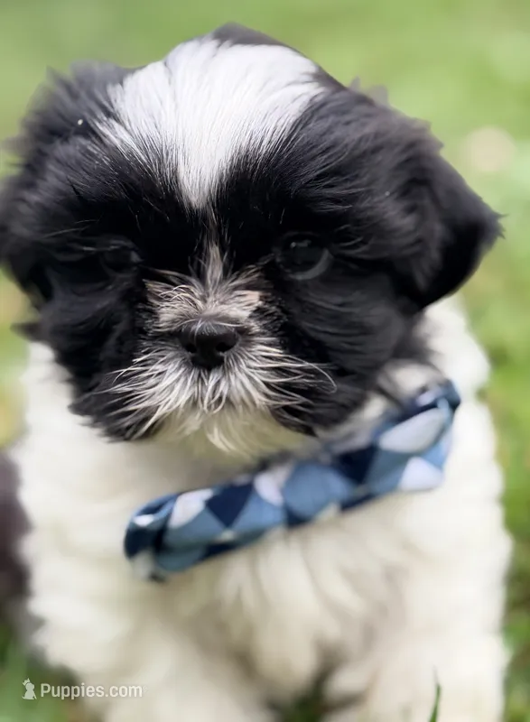 Snoopy – Shih Tzu puppy for sale in Goshen, NY