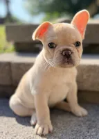 Reagan, a female French Bulldog for sale in Goshen, NY – 6 of 10