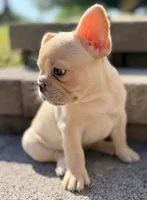 Reagan, a female French Bulldog for sale in Goshen, NY – 4 of 10