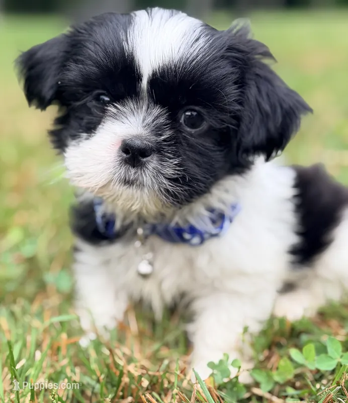 Linus – Shih Tzu puppy for sale in Goshen, NY