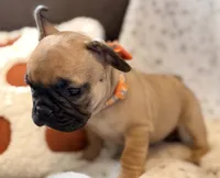 Pumpkin, a female French Bulldog for sale in Goshen, NY – 6 of 7