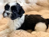 Snoopy, a male Shih Tzu for sale in Goshen, NY – 4 of 5