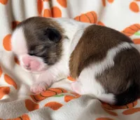 Gram, a male Shih Tzu for sale in Goshen, NY – 2 of 4
