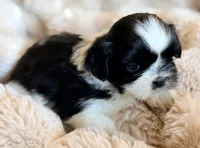Linus, a male Shih Tzu for sale in Goshen, NY – 4 of 5