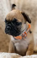 Pumpkin, a female French Bulldog for sale in Goshen, NY – 4 of 7