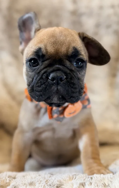 Pumpkin – French Bulldog puppy for sale in Goshen, NY