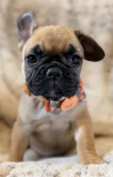 Pumpkin, a female French Bulldog for sale in Goshen, NY – 1 of 7