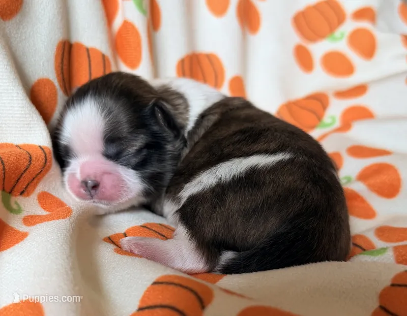Jack – Shih Tzu puppy for sale in Goshen, NY
