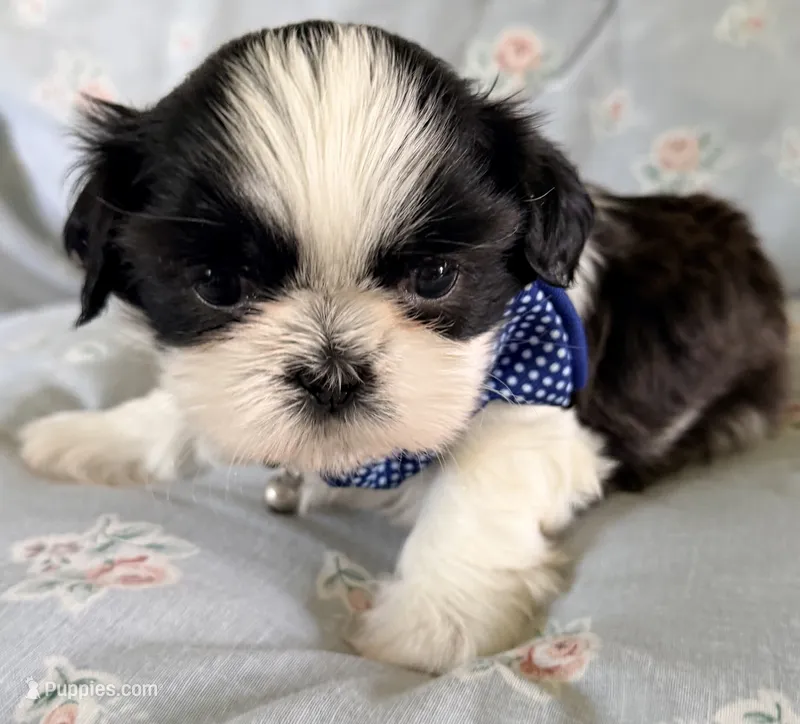 Piglet – Shih Tzu puppy for sale in Goshen, NY