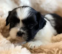 Linus, a male Shih Tzu for sale in Goshen, NY – 3 of 5