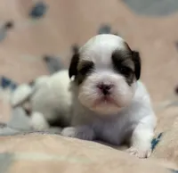 processed/2a41c91a-c144-406e-89c5-5d55911b0ca0/listing/b394c95a-20df-49c4-b989-5a661a5f7a60/f5a580ba-5e4d-4db7-99ec-31b2e50db2b8