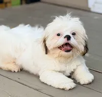 Henry, a male Shih Tzu for sale in Goshen, NY – 1 of 6