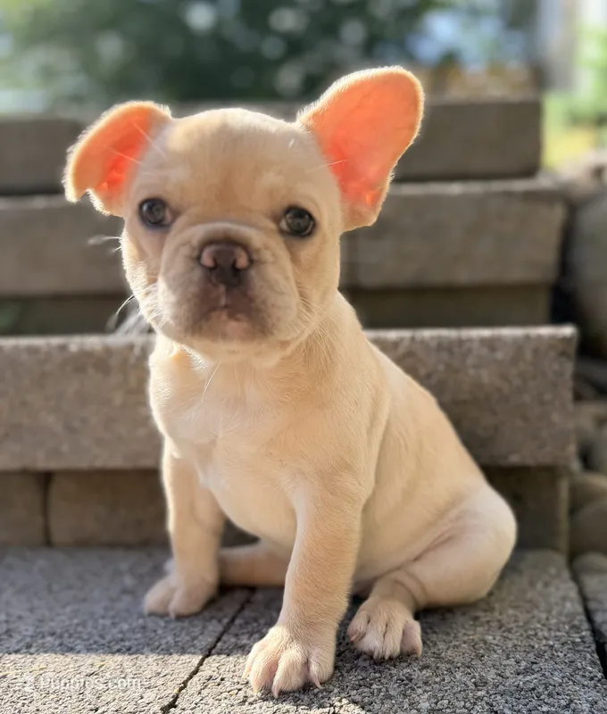 Reagan – French Bulldog puppy for sale in Goshen, NY