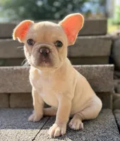 Reagan, a female French Bulldog for sale in Goshen, NY – 1 of 10