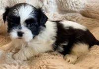 Lucy, a female Shih Tzu for sale in Goshen, NY – 2 of 5