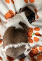 Gram, a male Shih Tzu for sale in Goshen, NY – 4 of 4