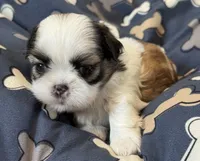 Eeyore, a male Shih Tzu for sale in Goshen, NY – 2 of 2