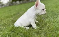 Ivy, a female French Bulldog for sale in Goshen, NY – 9 of 9