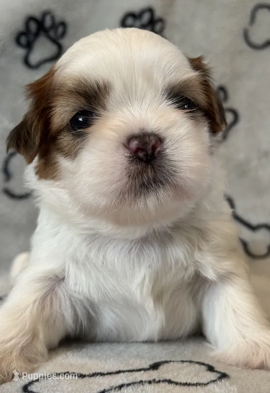 Tigger – Shih Tzu puppy for sale in Goshen, NY