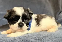 Cupid, a male Shih Tzu for sale in Goshen, NY – Photo 3 of 5