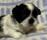 Cupid, a male Shih Tzu for sale in Goshen, NY – Photo 4 of 5