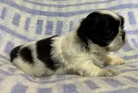 Cupid, a male Shih Tzu for sale in Goshen, NY – Photo 5 of 5