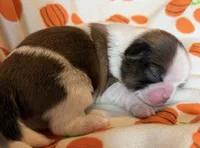 Gram, a male Shih Tzu for sale in Goshen, NY – 3 of 4
